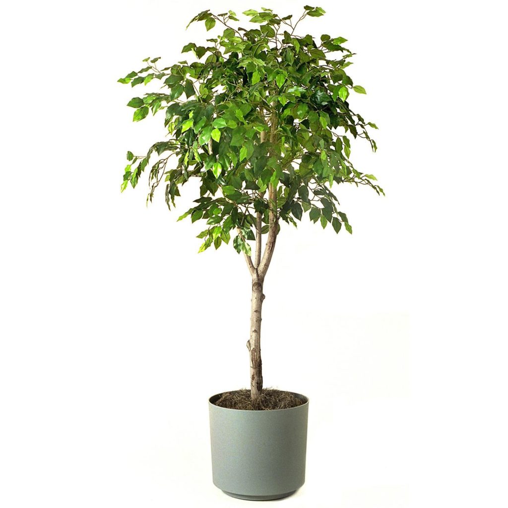 ficus-tree - POCO Building Supplies